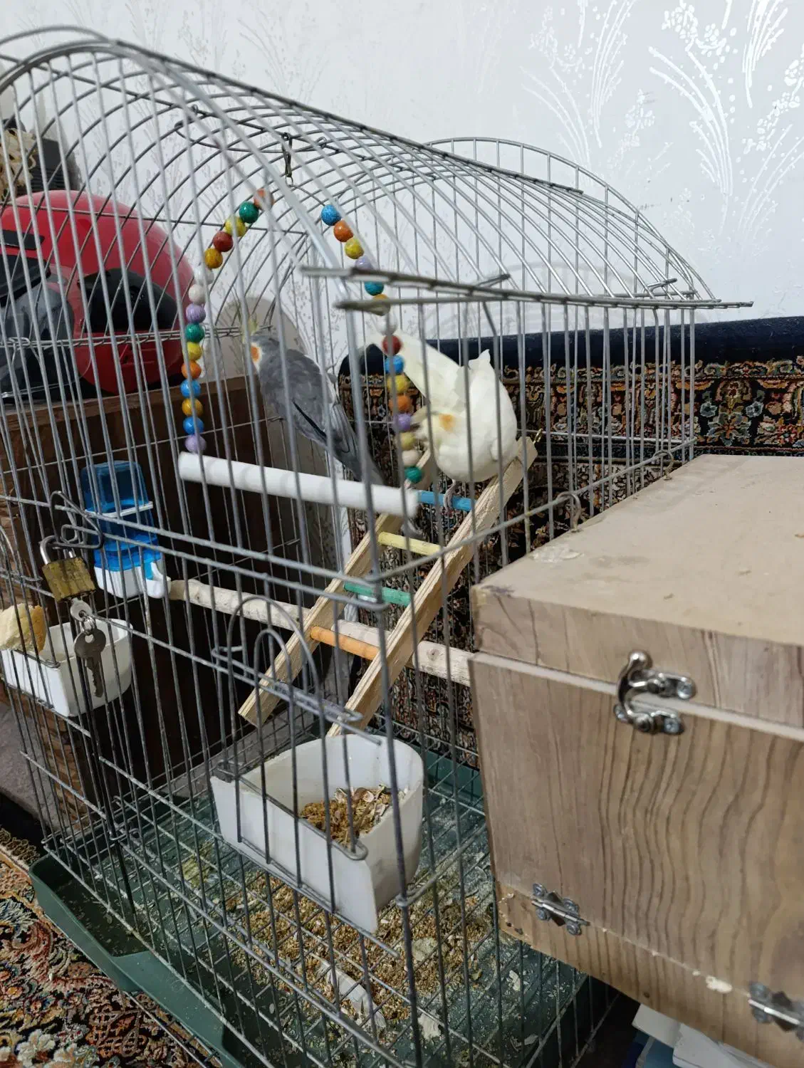 عروس هلندی جفت|پرنده|ابهر, |دیوار