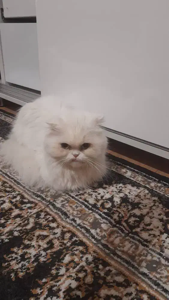 اسکاتیش ماده|گربه|خوی, |دیوار