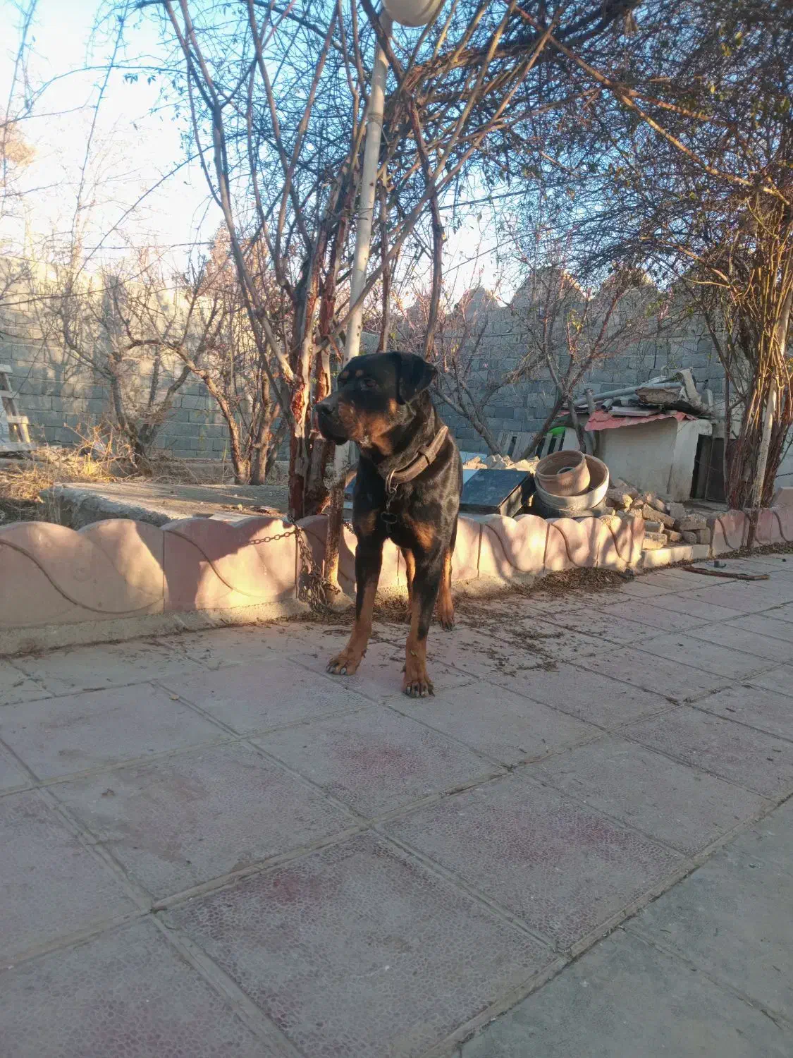 سگ نگهبان|سگ|شهریار, دهشاد پائین|دیوار