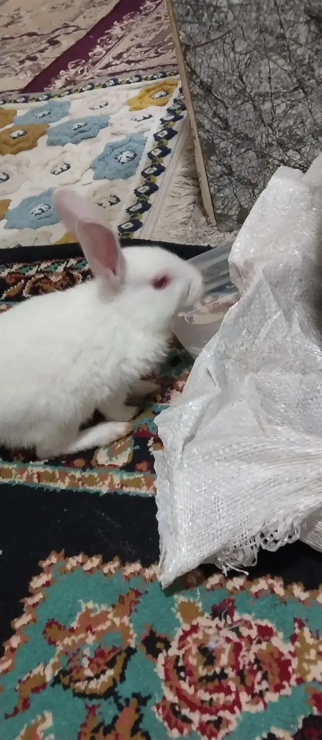 خرگوش|موش و خرگوش|خواف, |دیوار