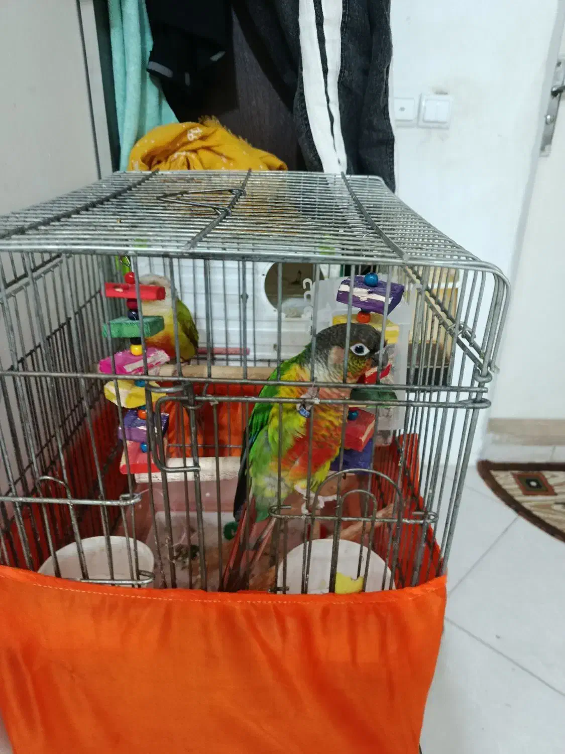 گرینچیک یلو ساید|پرنده|پرند, فاز ۴|دیوار