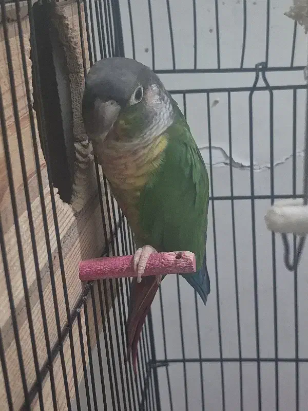 گرینچیک نر سخنگو|پرنده|تهران, امام زاده عبدالله|دیوار