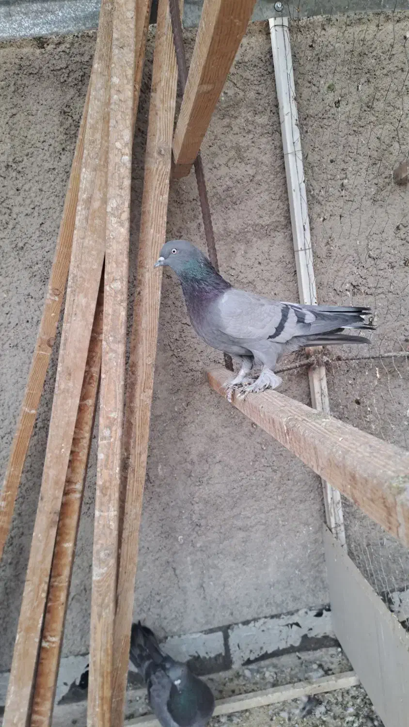 کفتر پر|پرنده|نجف‌آباد, جعفرآباد|دیوار