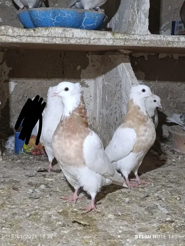 کبوتر طوقی|پرنده|سرپل ذهاب, |دیوار