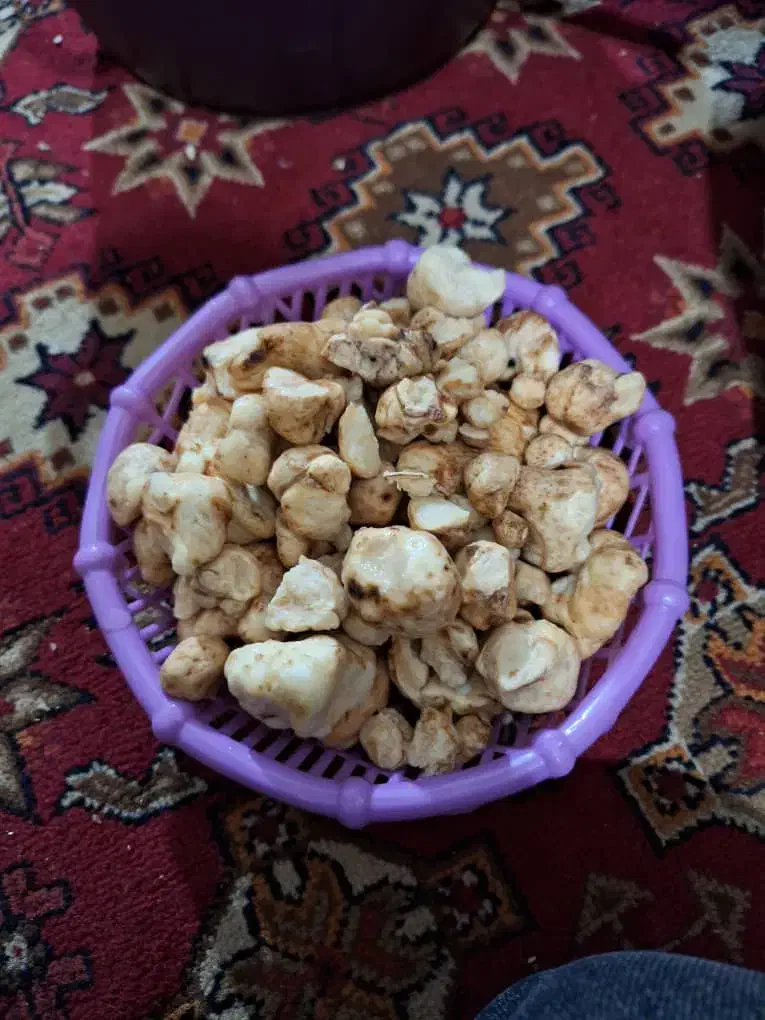 ساندویچ خانگی خوشمزه|خوردنی و آشامیدنی|شیراز, تندگویان|دیوار