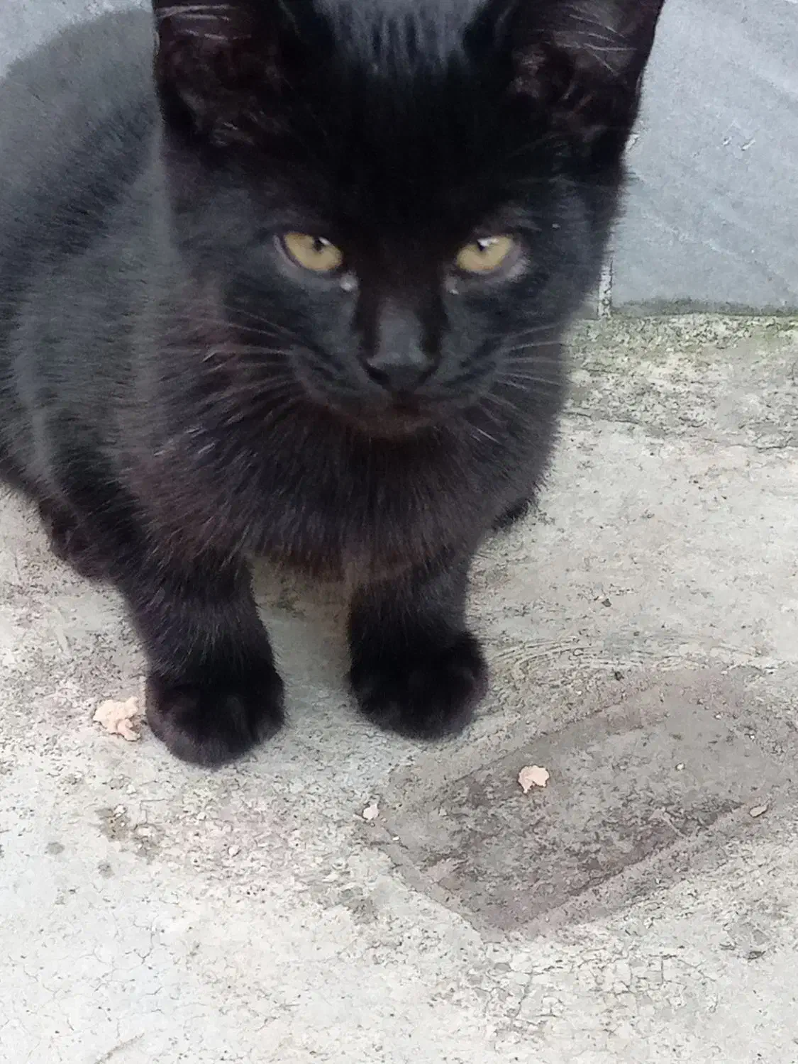 فروش دوعدد بچه گربه گوگولی|گربه|نوشهر, |دیوار