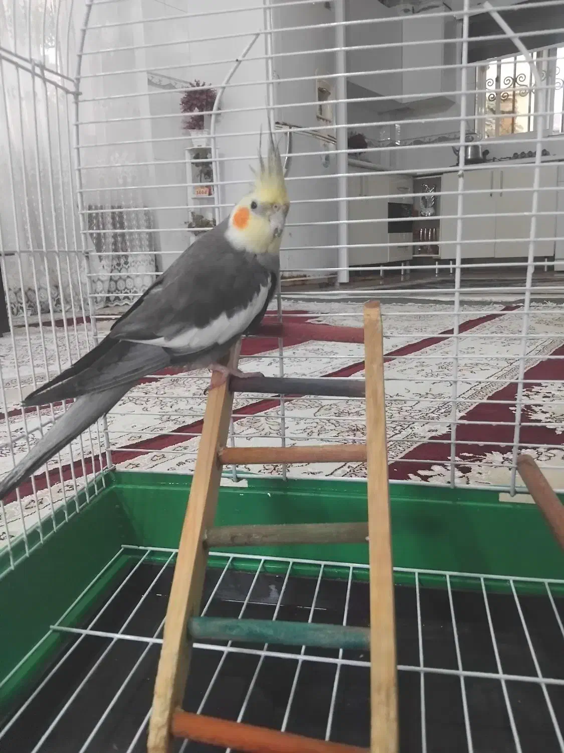 فروش عروس هلندی|پرنده|نوشهر, |دیوار