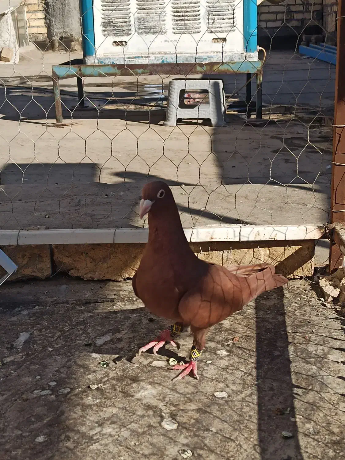 زرد سرخ کرمونی|پرنده|مشهد, شهید آوینی|دیوار