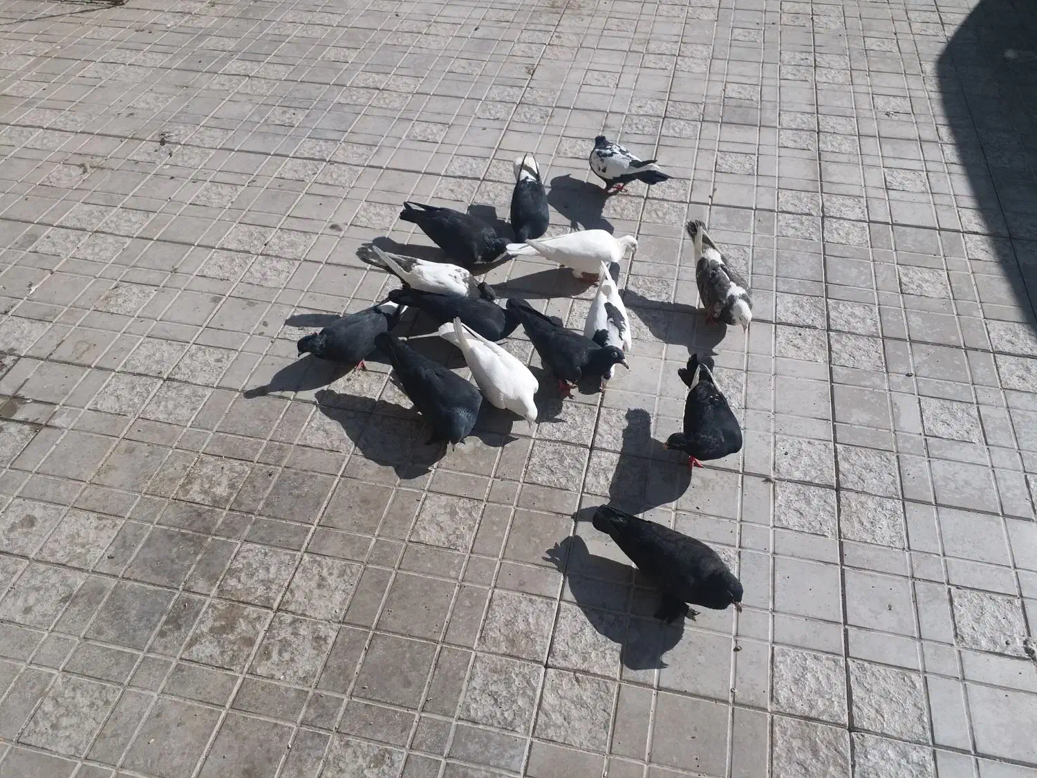 کبوتر|پرنده|رفسنجان, |دیوار