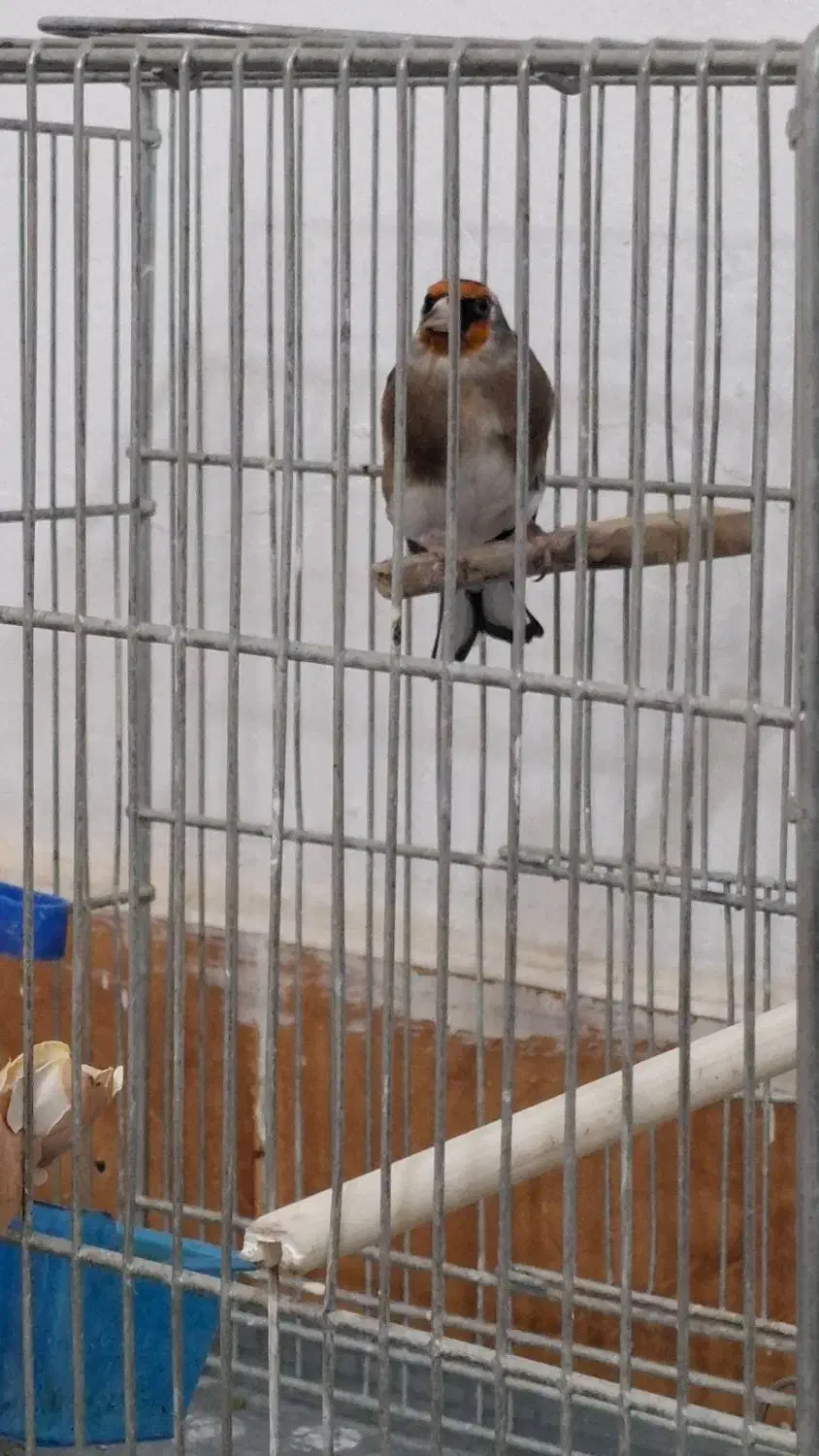 سهره نشون دار|پرنده|کهریزک, |دیوار