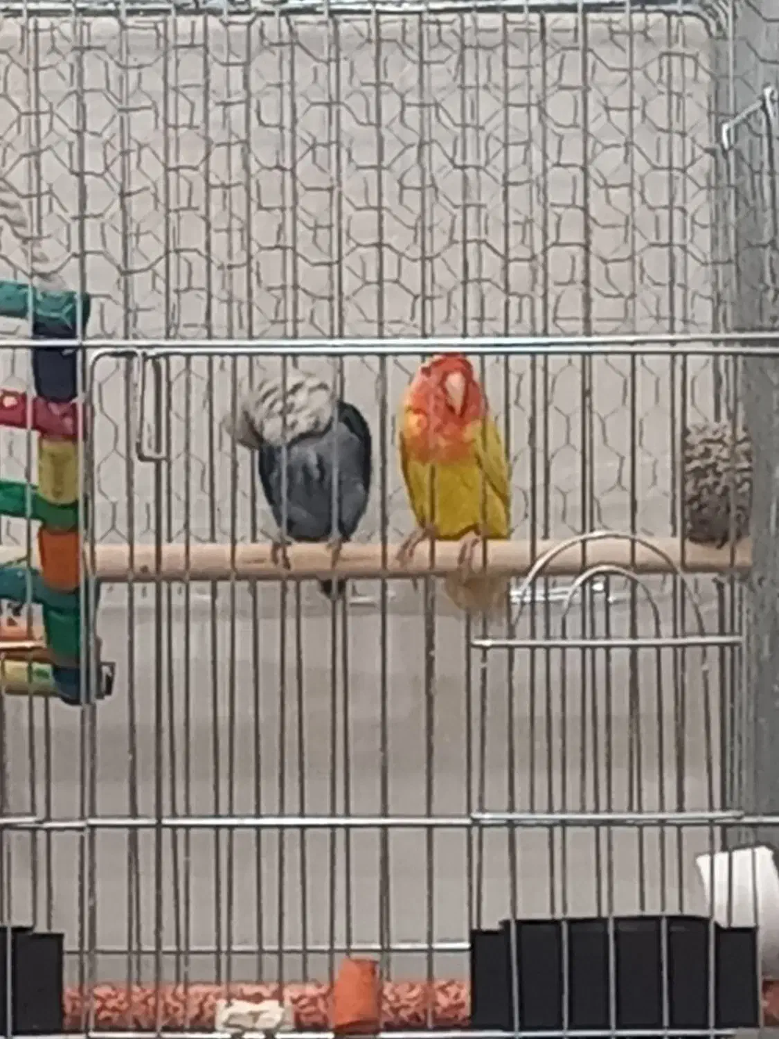 طوطی برزیلی جفت با تخم|پرنده|زنجان, |دیوار