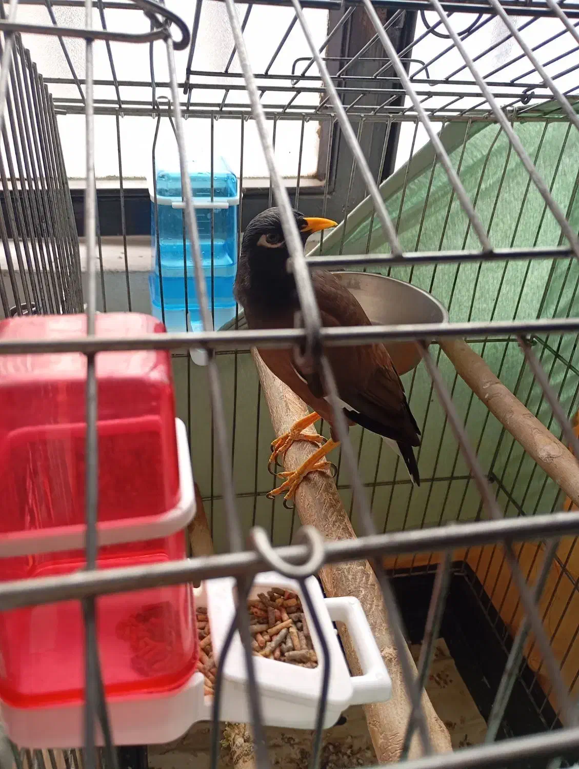 مرغ مینا|پرنده|قدس, شهر‌قدس|دیوار