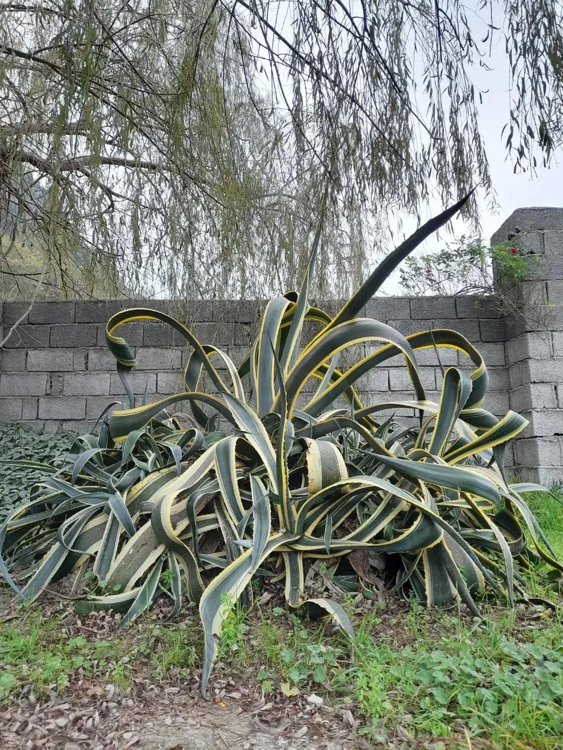 گل اگاو غول پیکر با کلی پاجوش ، رنگ ابلغ|گل و گیاه طبیعی|رامسر, |دیوار