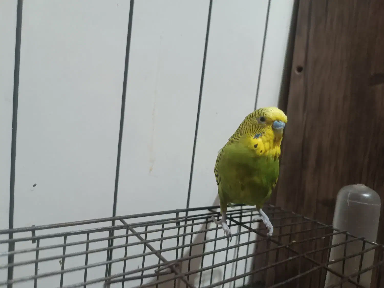 مرغ عشق نر معاوضه با ماده|پرنده|اسلامشهر, مسکن مهر اسلاشهر (شهرک امام خمینی)|دیوار