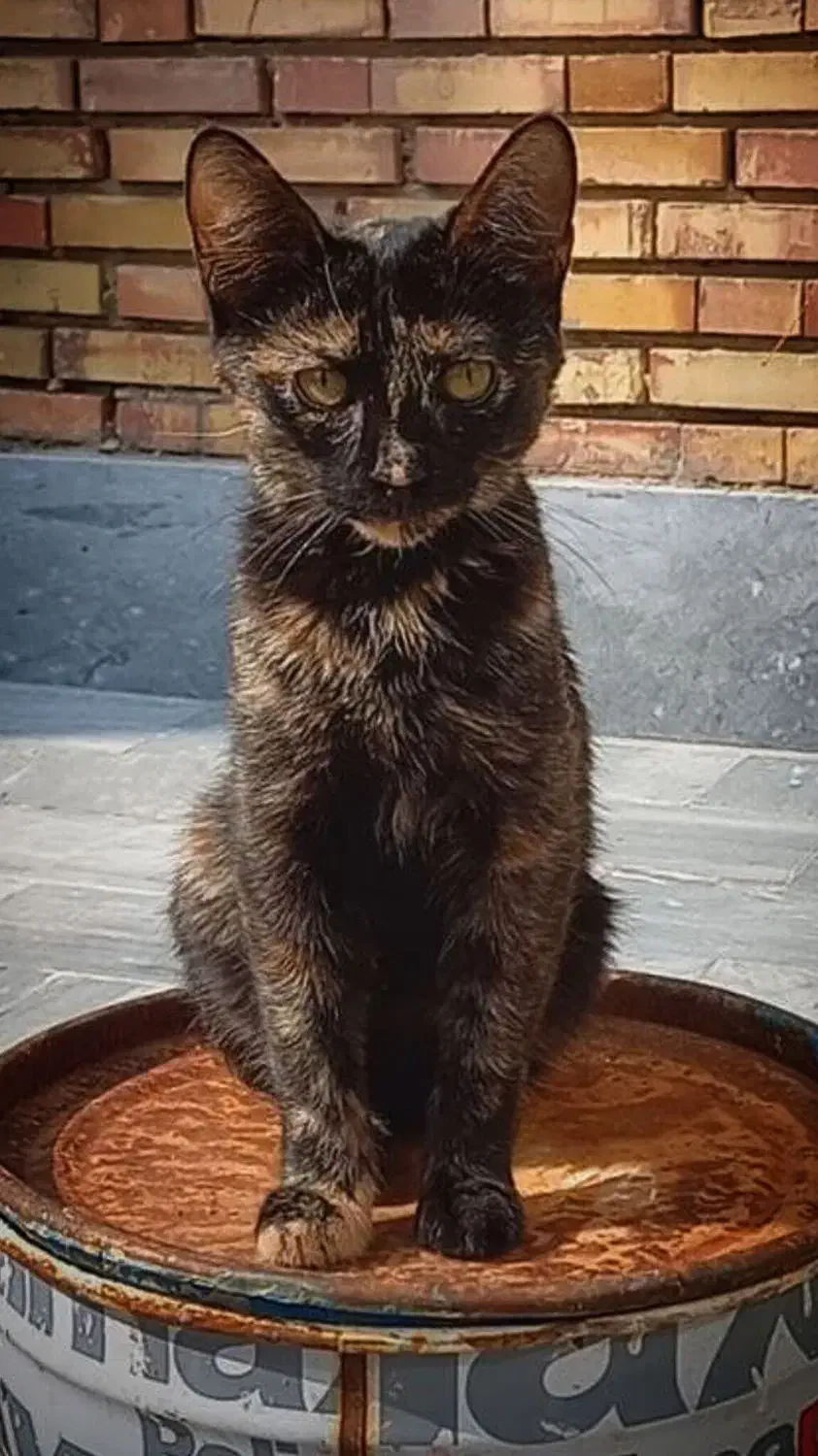 گربه گمشده ماده|حیوانات|تبریز, |دیوار