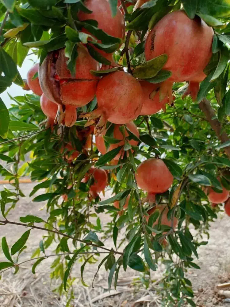 بزرگترین نهالستان‌کشورتولیدکننده‌ارقام‌متنوع‌پربار|خدمات باغبانی و درختکاری|آبیک, |دیوار