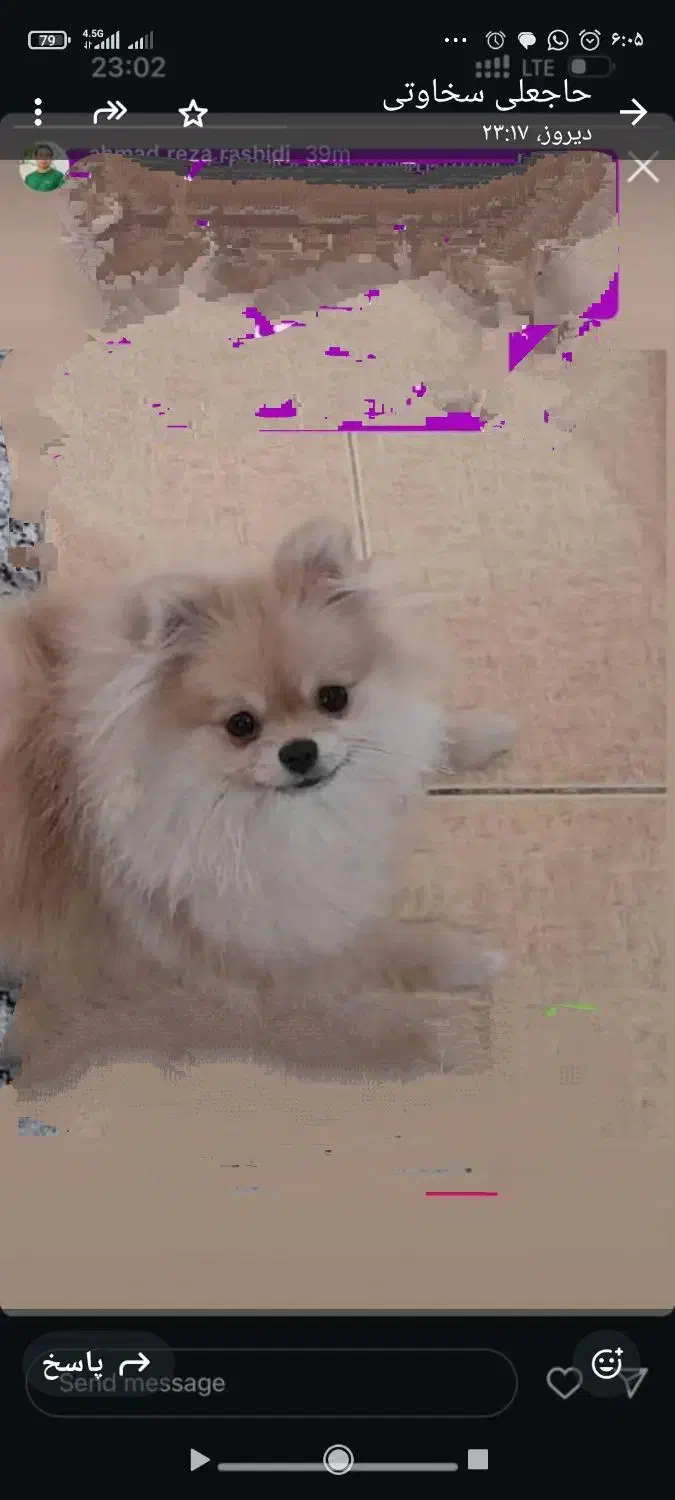 سگ گمشده|حیوانات|زرند, |دیوار