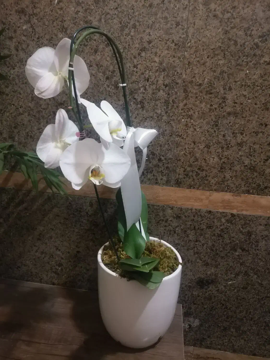 گل ارکیده|گل و گیاه طبیعی|رشت, معلم|دیوار