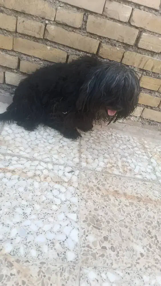 سگ کوچولو نژاد شیتزو|سگ|دزفول, |دیوار