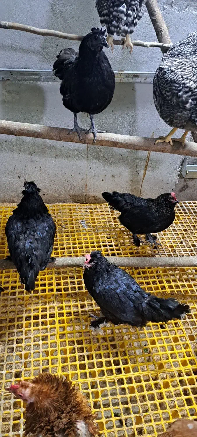 فروش 3مرغ کاکلی پاپر ریشو 6 ماهه|حیوانات مزرعه|آمل, |دیوار