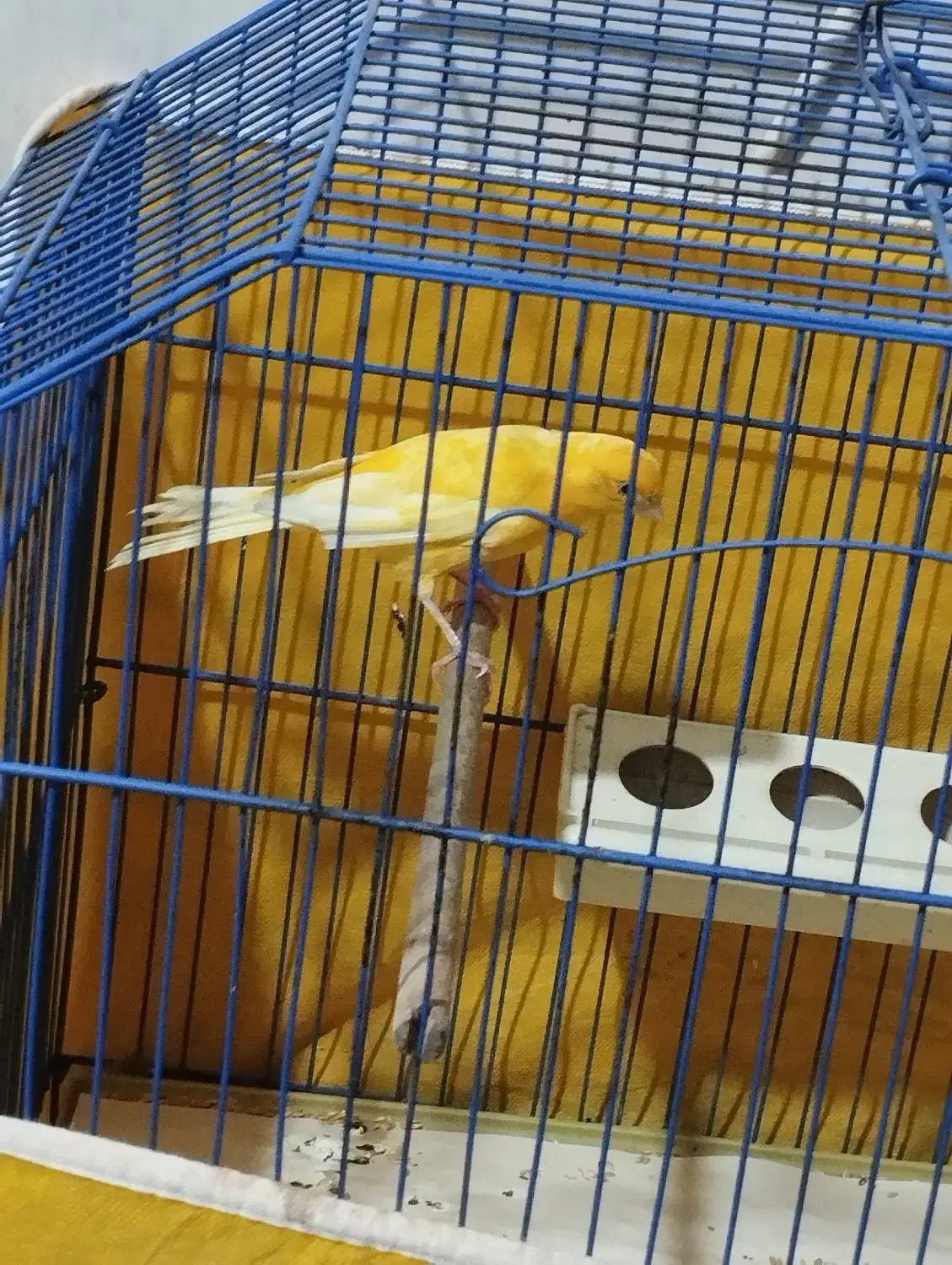 ماده قناری|پرنده|امیدیه, |دیوار