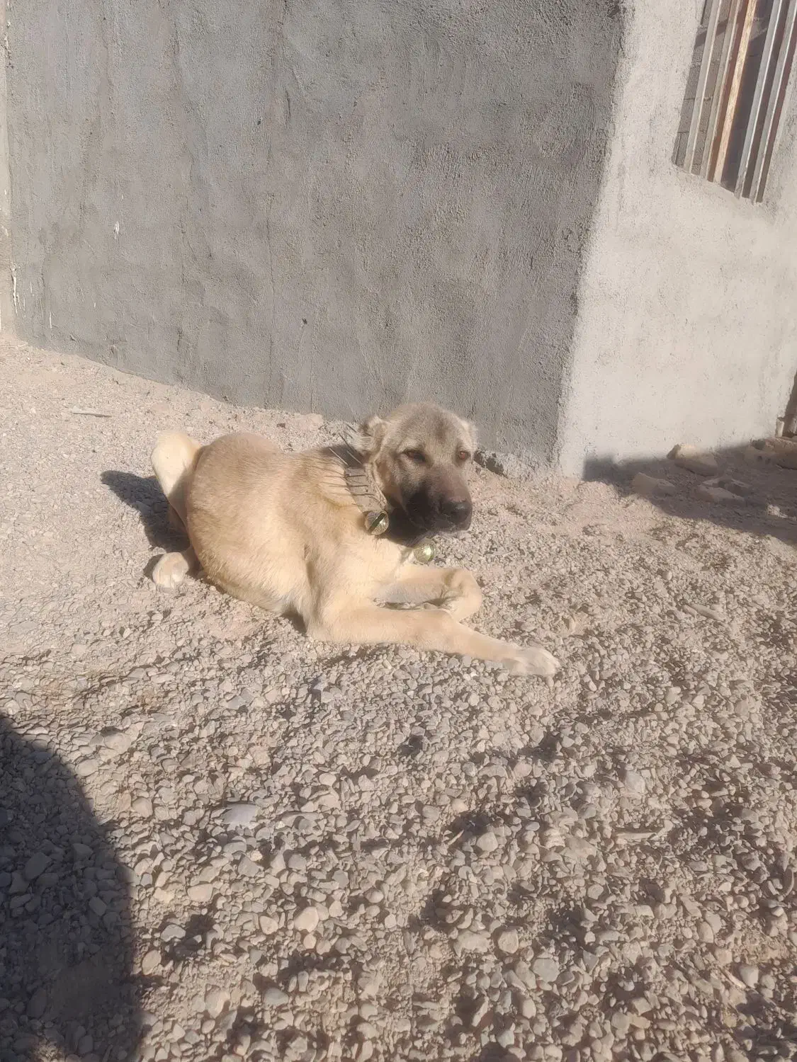 واگذاری معاوضه توله|سگ|مشهد, كنويست|دیوار