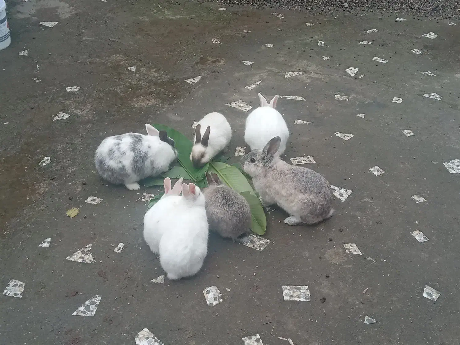 خرگوش|موش و خرگوش|شفت, |دیوار