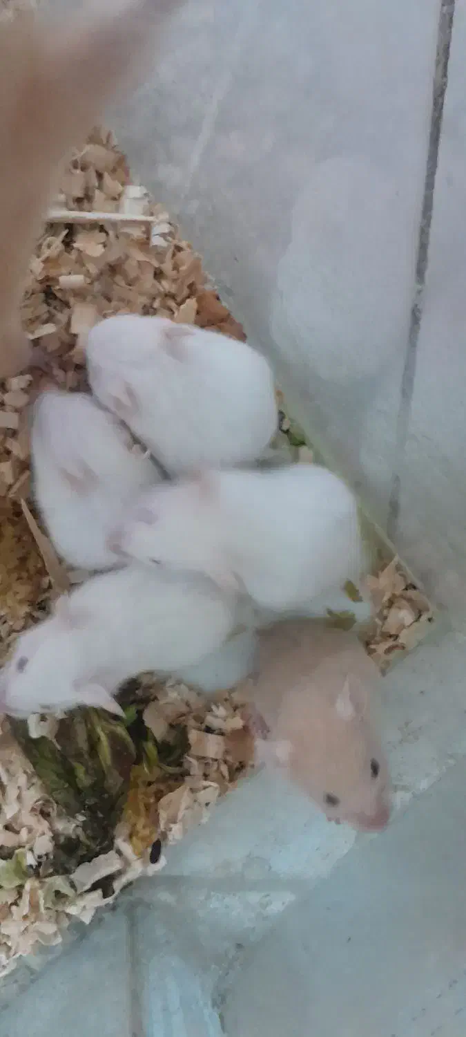 فروش همستر|موش و خرگوش|مشهد, مشکینی (شهرک غرب)|دیوار