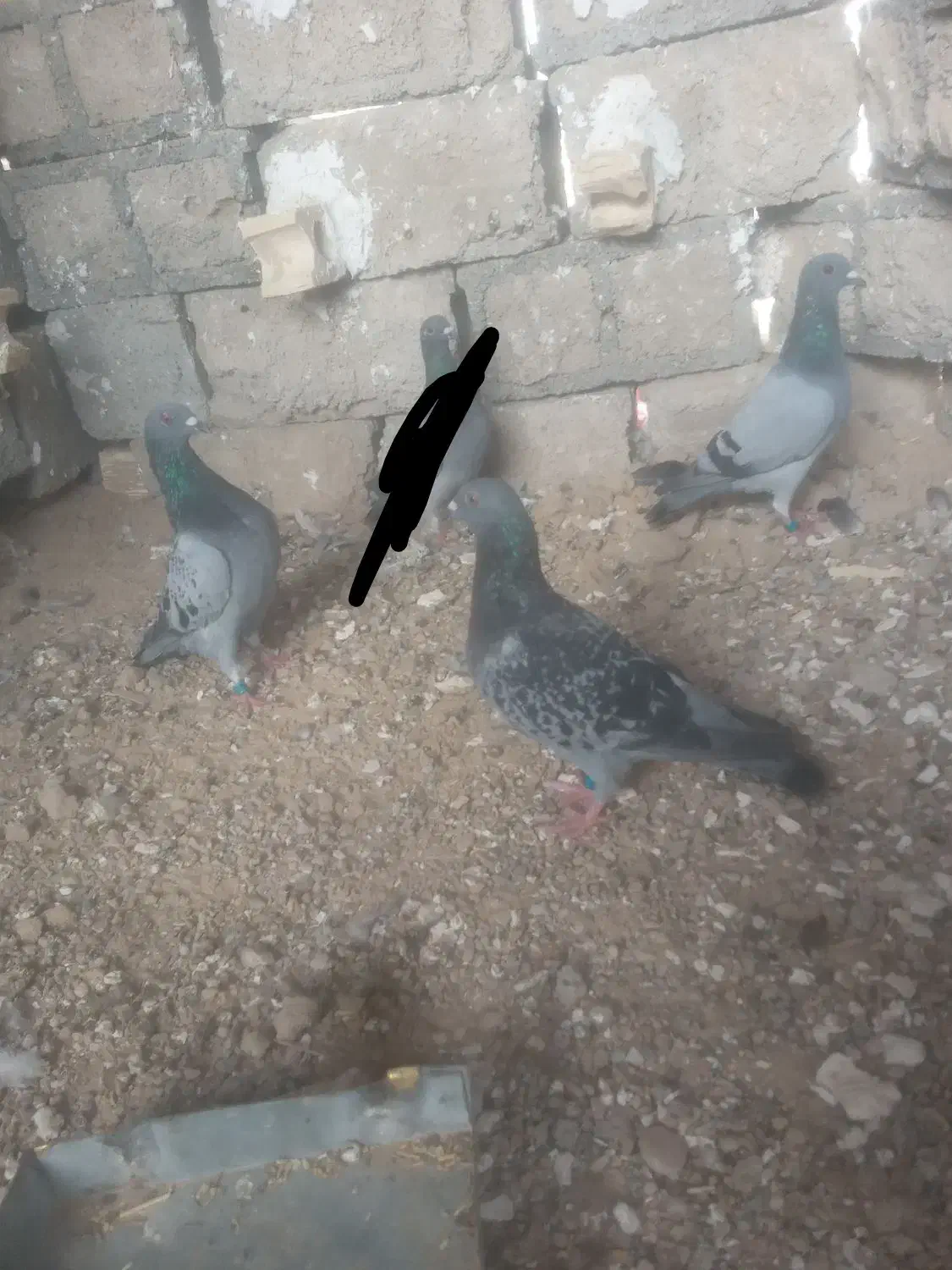 کبوتر پلاکی|پرنده|شبانکاره, |دیوار