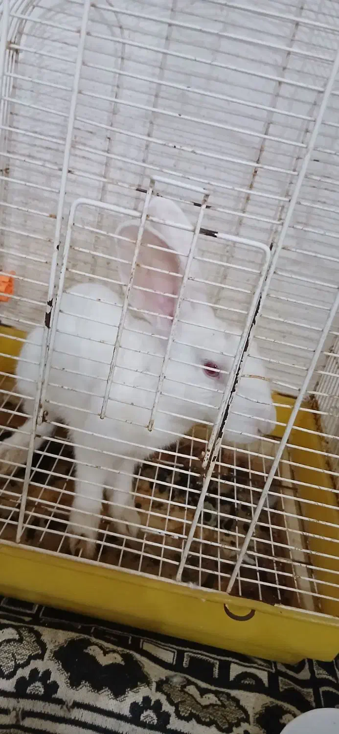 خرگوش چشم رنگی|موش و خرگوش|بندرعباس, |دیوار