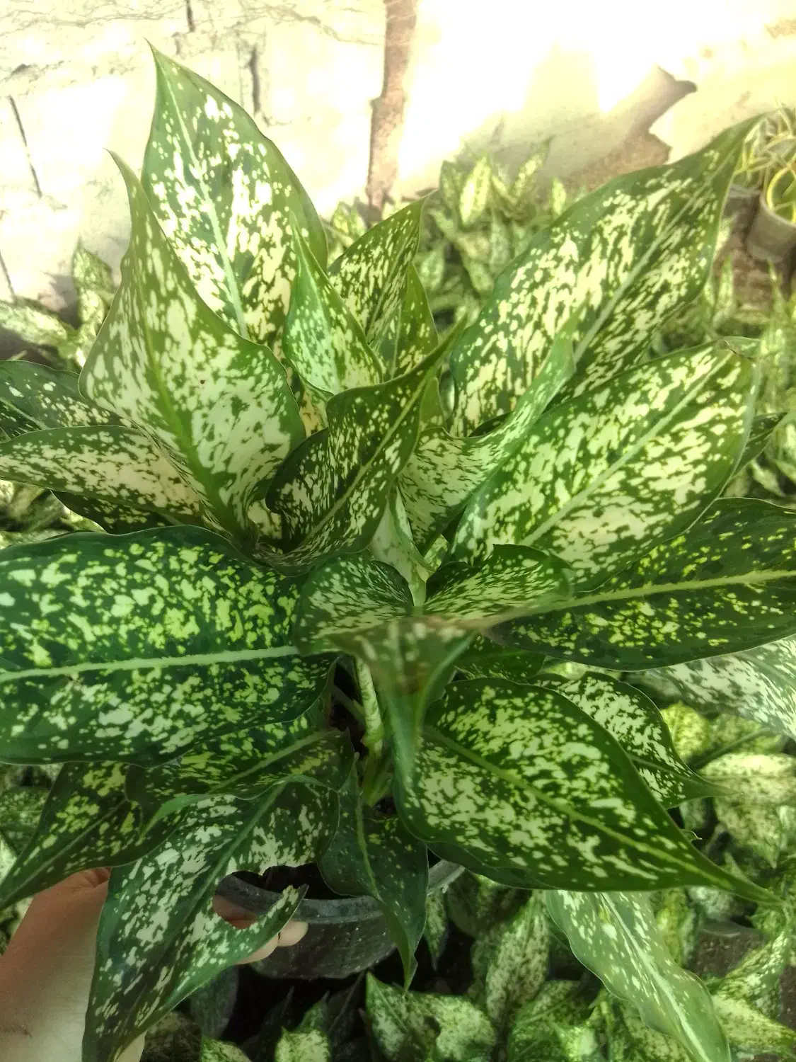 آگلونما سفید سطل ۳ چند یوته|گل و گیاه طبیعی|زرگرشهر, |دیوار