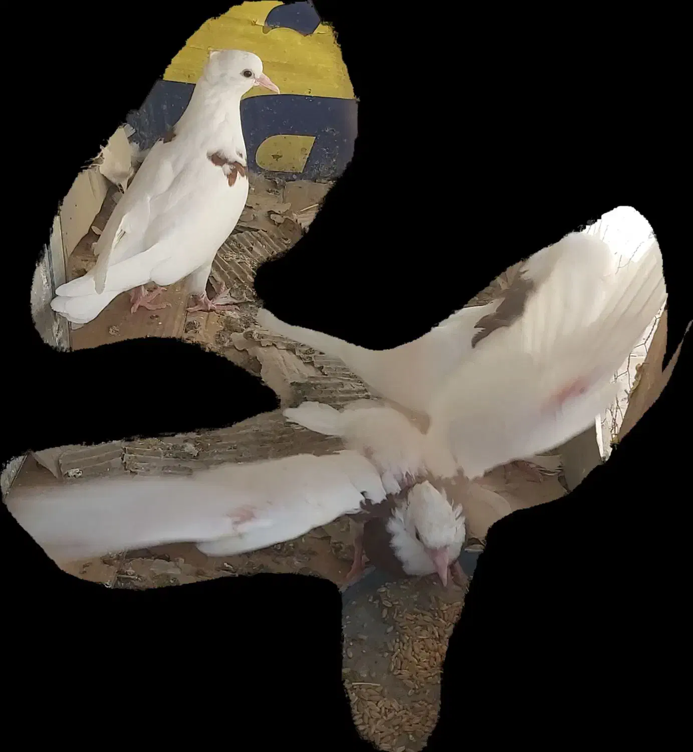 کفتر کبوتر طوق دمگیر|پرنده|اصفهان, مشکین|دیوار