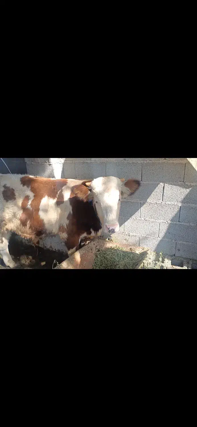 گوساله نر سیمینتال خالص|حیوانات مزرعه|طاهرگوراب, |دیوار