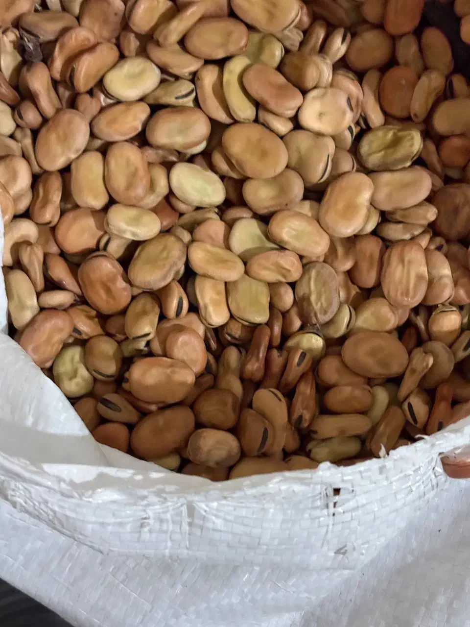 بذر باقلا هیستال درجه یک|گل و گیاه طبیعی|گرگان, |دیوار