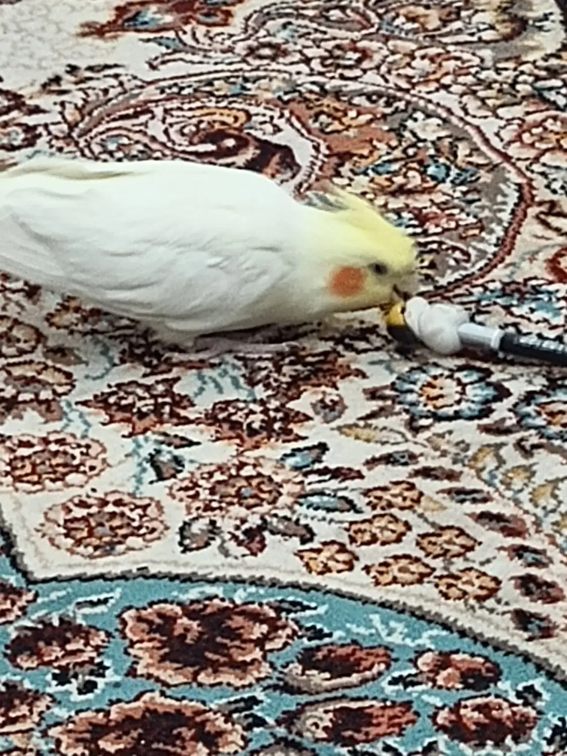 عروس هلندی ماده|پرنده|هشتگرد, فاز ۲ مهستان|دیوار