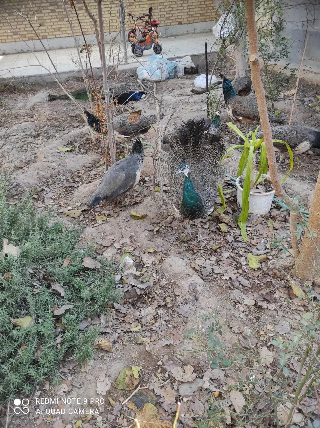 طاووس گم شده|حیوانات|یزد, |دیوار