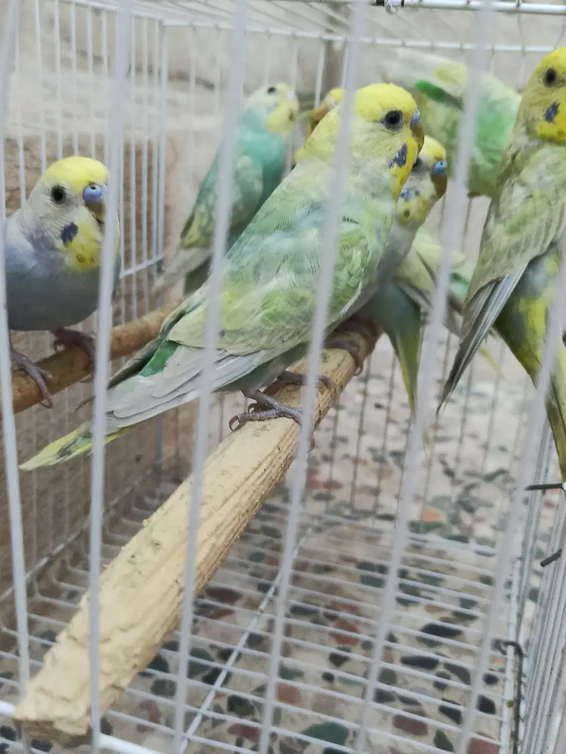 مرغ عشق|پرنده|بندرعباس, |دیوار