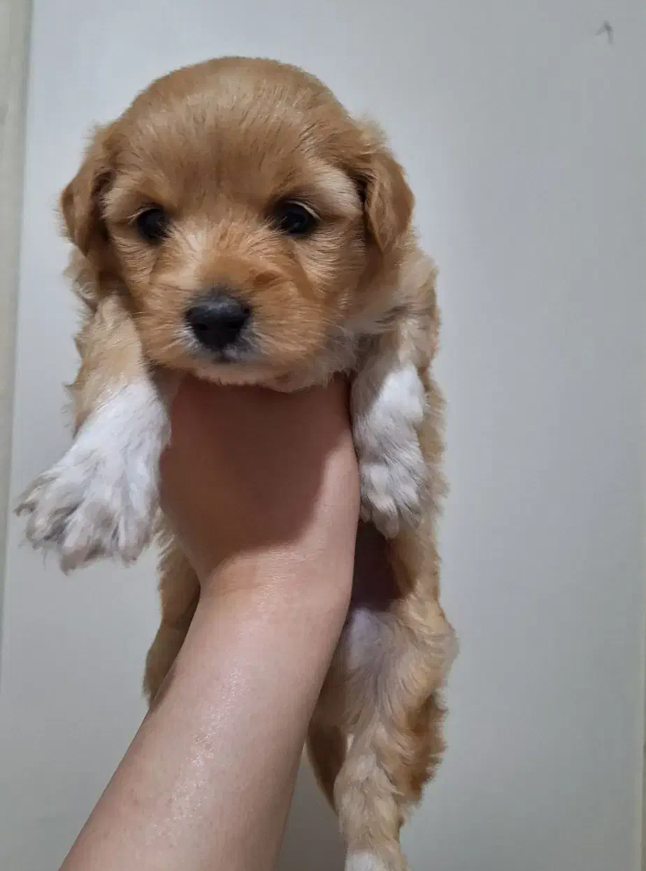 توله سگ|سگ|کرج, عظیمیه|دیوار