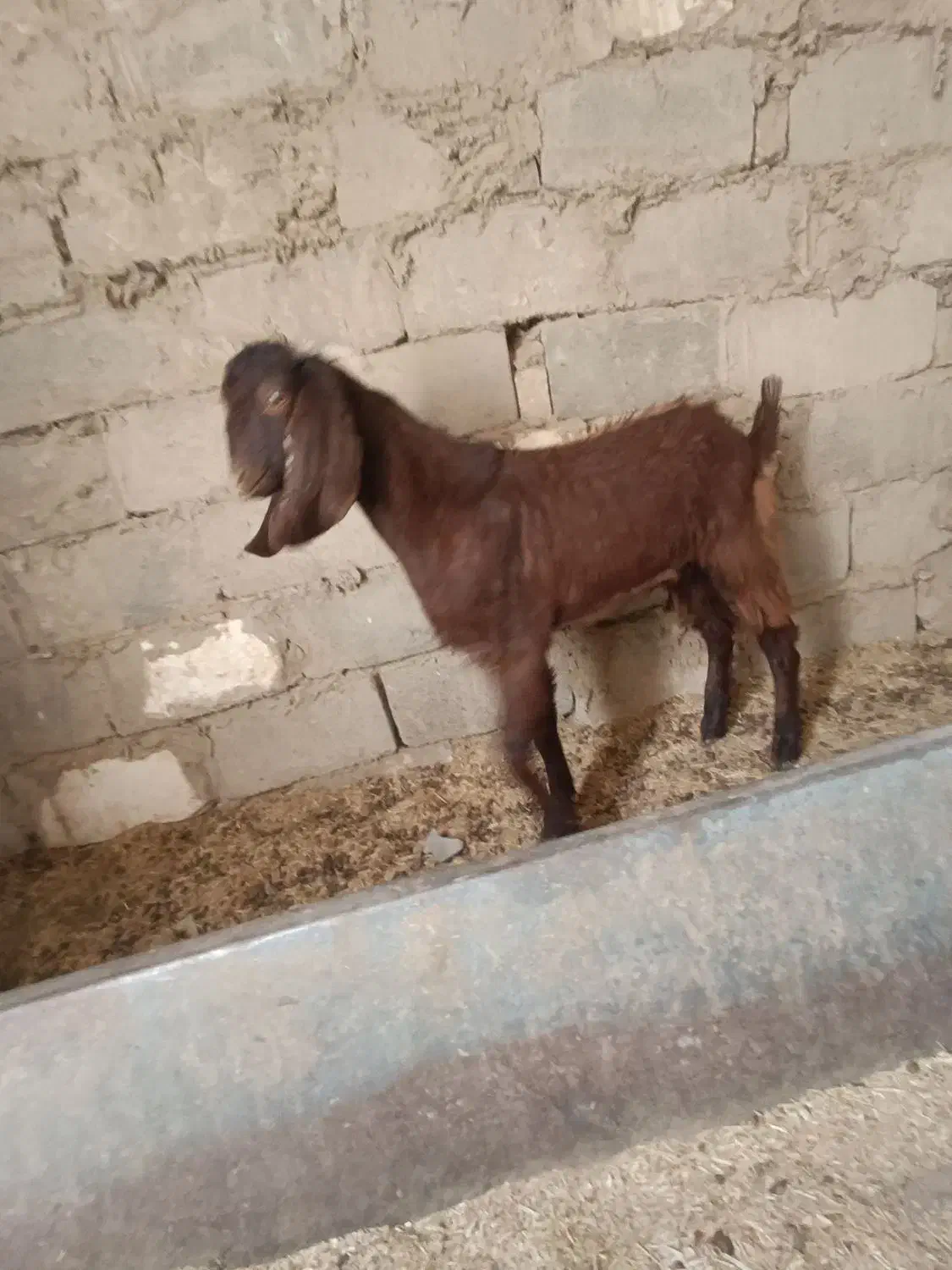 بز مری با کهر|حیوانات مزرعه|هیرمند, |دیوار