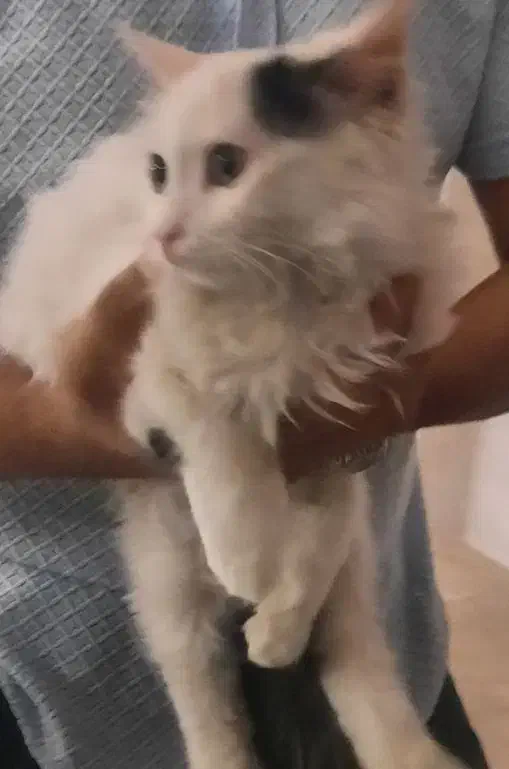 واگذاری|گربه|یزد, |دیوار