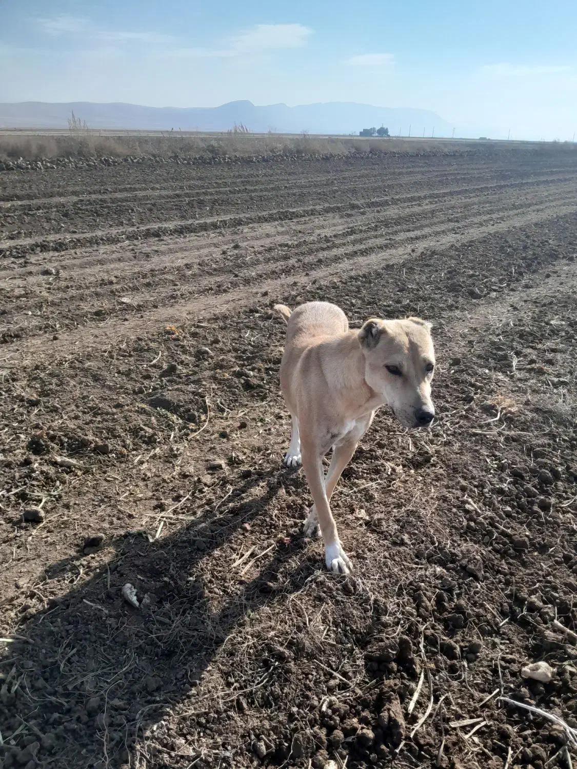 سگ ماده گله ای|سگ|ماهیدشت, |دیوار