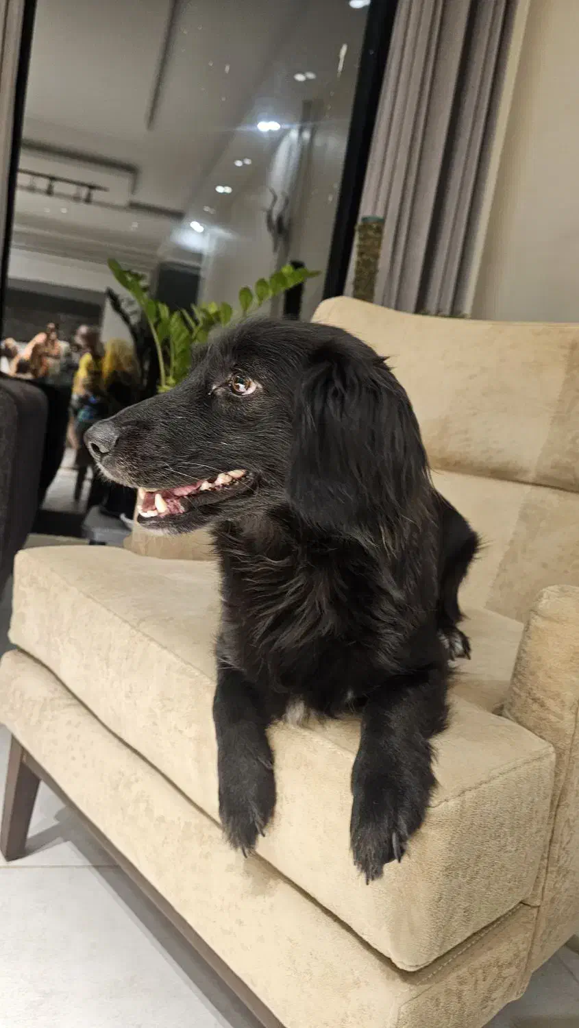 واگذاری سگ عقیم شده|سگ|تهران, منیریه|دیوار