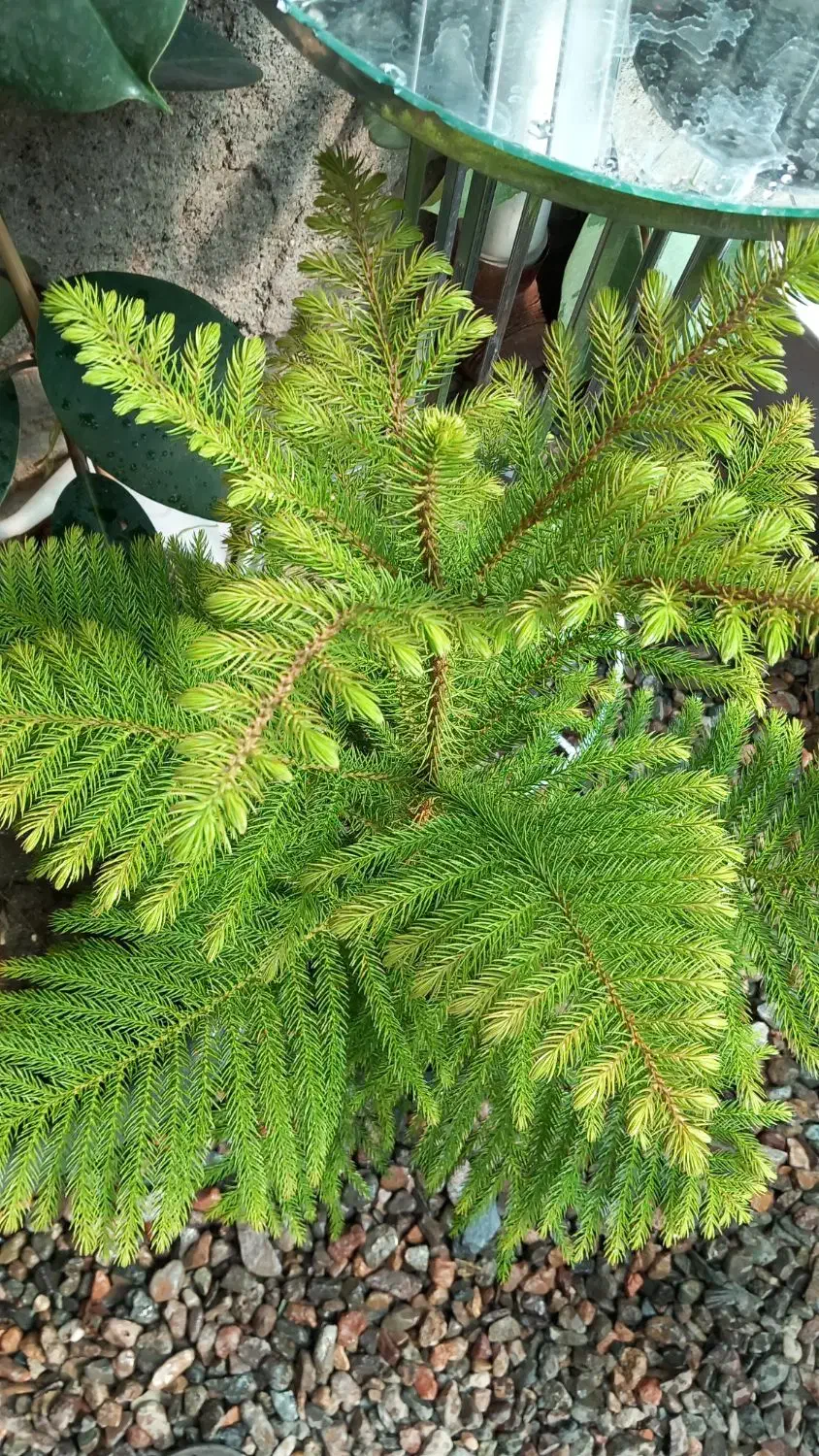 گلخانه اکسیژن|گل و گیاه طبیعی|مشهد, تلگرد|دیوار