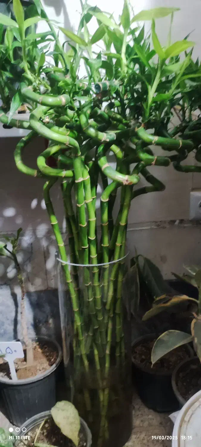 گل لیندا.کاکتوس .بامبو .گلدان|گل و گیاه طبیعی|ورامین, ورامین|دیوار