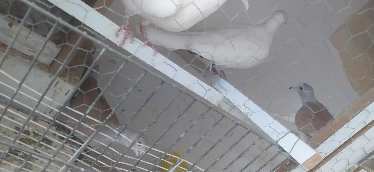 فروش نروماده بزرگ|پرنده|اردکان, |دیوار