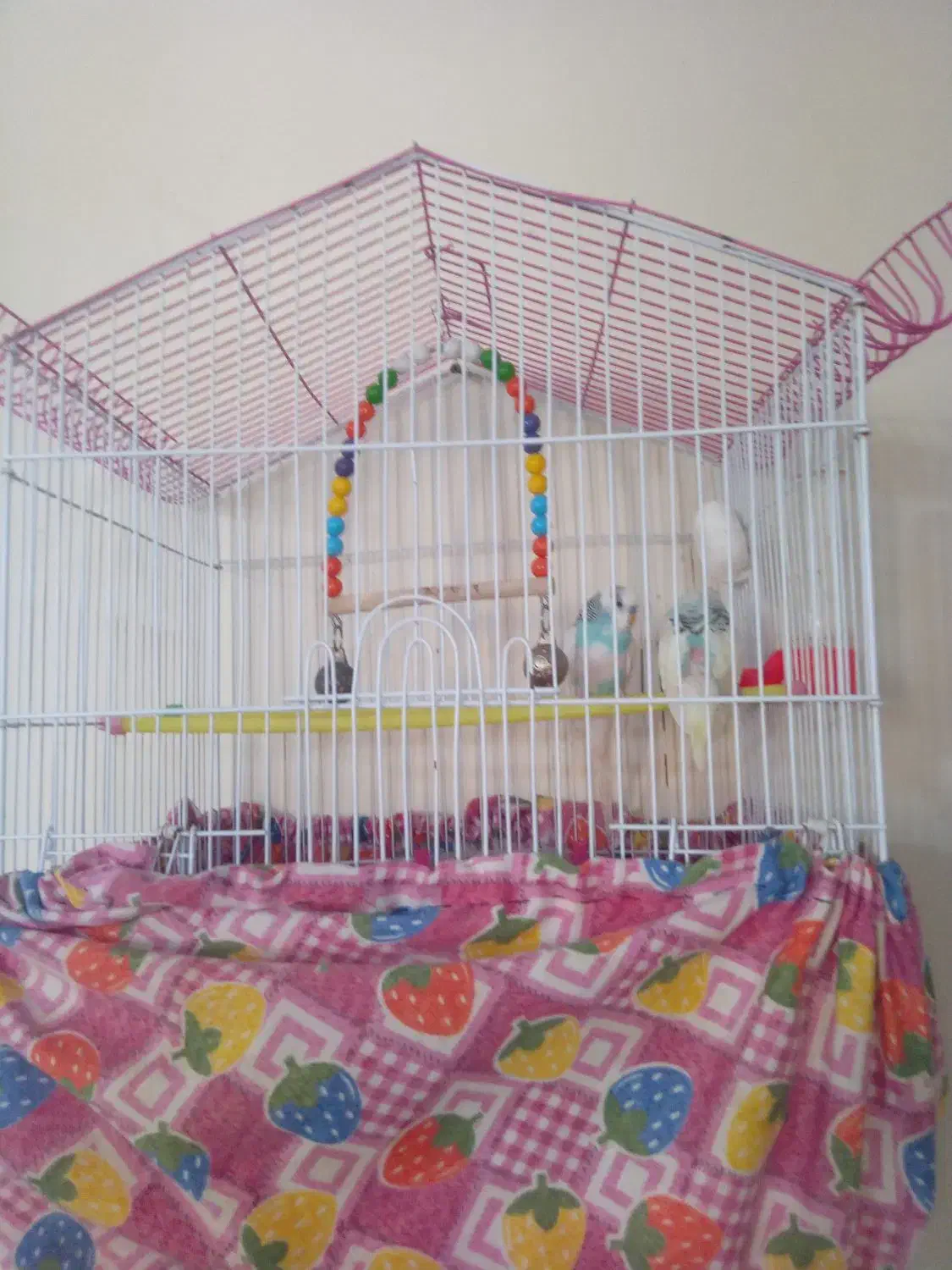 مرغ عشق|پرنده|نسیم‌شهر, |دیوار