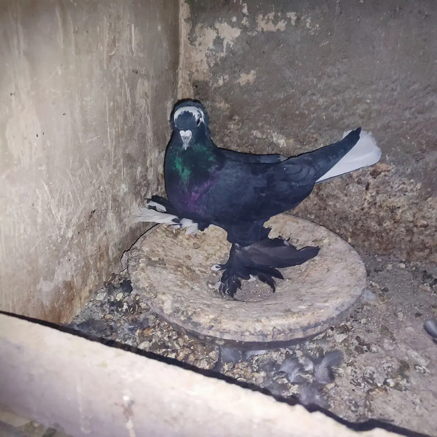 کبوتر سینه ای و دم سفید.... در سهند اسکو|پرنده|سهند, |دیوار