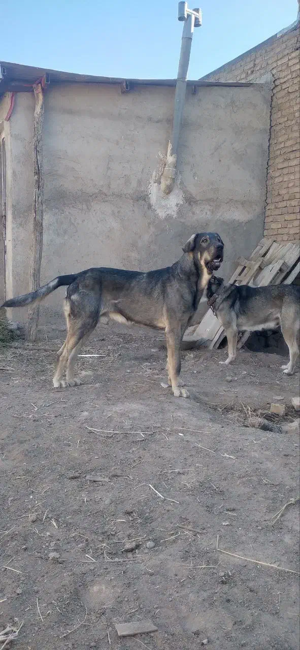 سگ گمشده|حیوانات|تبریز, |دیوار