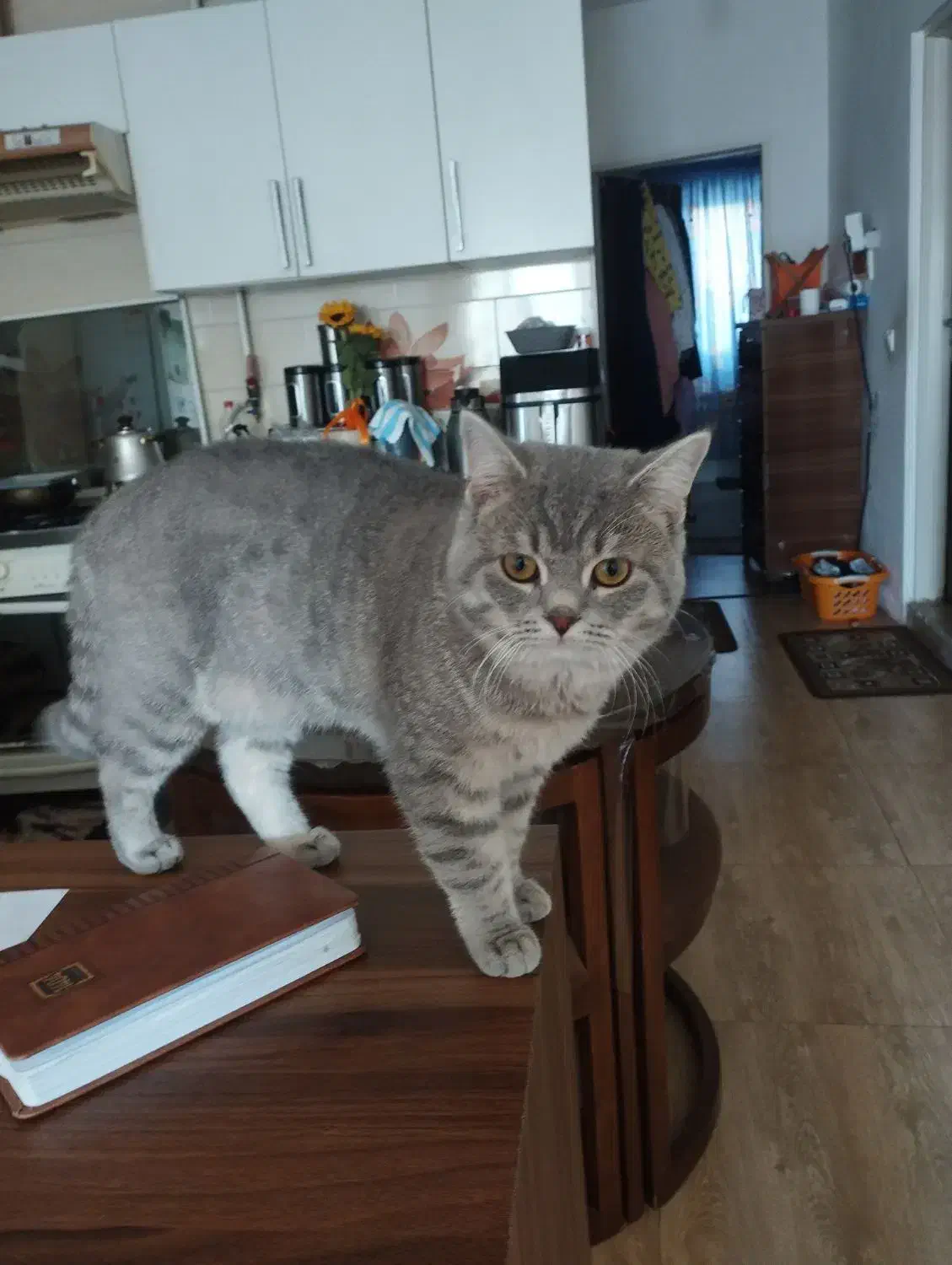 به دلیل مهاجرت|گربه|قائم‌شهر, |دیوار