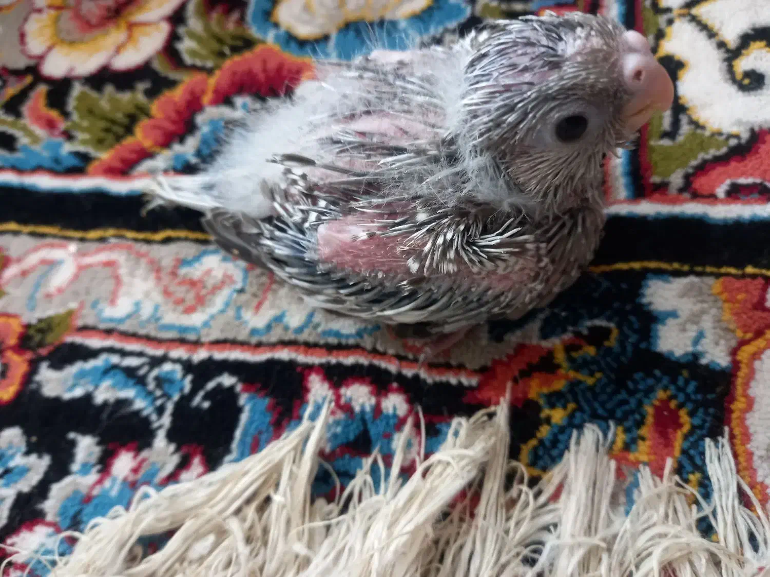 ایزابلای۲۰روزه به بهترین کیفیت|پرنده|شوشتر, |دیوار